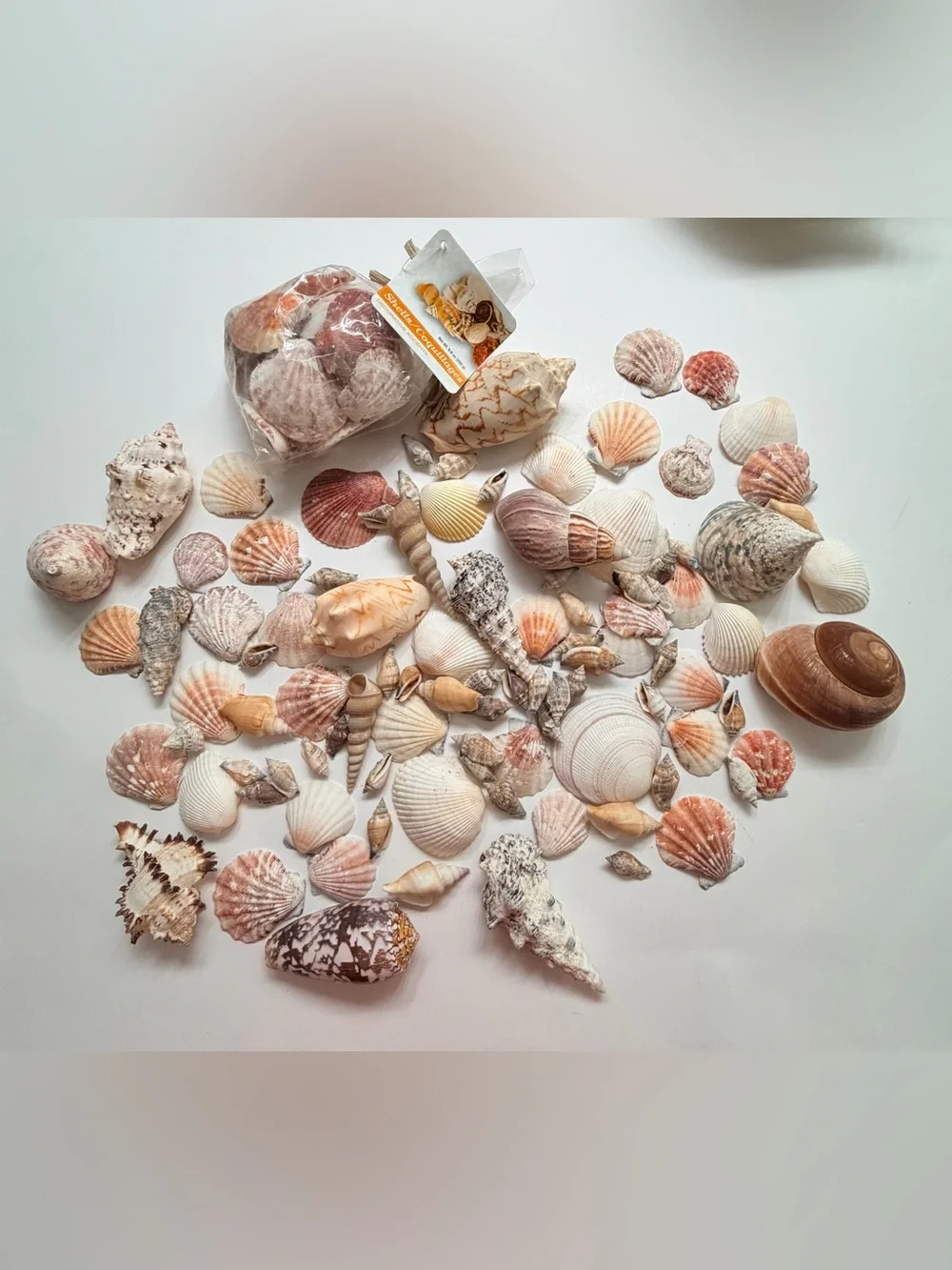 Pier 1 Summer Beach, Under the Sea or Coastal or Ocean Party Decor